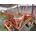 Hilerador Kuhn GA 4121 GM__CBA - Imagen 2