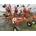 Hilerador Kuhn GA 7301 MH - Imagen 2